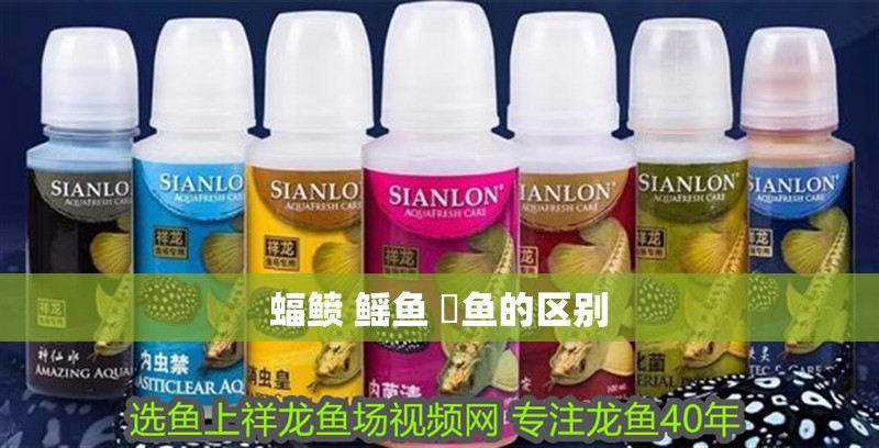 蝠鲼 鰩魚 魟魚的區別
