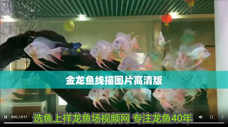 金龍魚線描圖片高清版