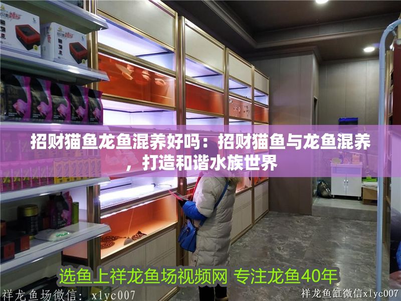 招財貓魚龍魚混養好嗎：招財貓魚與龍魚混養，打造和諧水族世界