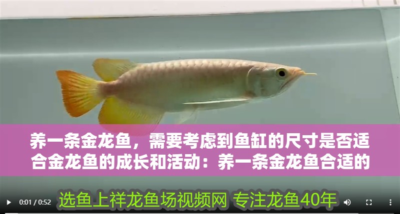 養一條金龍魚，需要考慮到魚缸的尺寸是否適合金龍魚的成長和活動：養一條金龍魚合適的魚缸尺寸是多少？