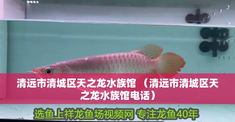 清遠市清城區天之龍水族館 （清遠市清城區天之龍水族館電話）