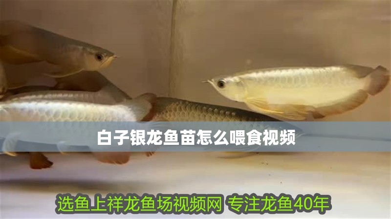 白子銀龍魚苗怎么喂食視頻