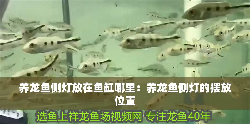養龍魚側燈放在魚缸哪里：養龍魚側燈的擺放位置