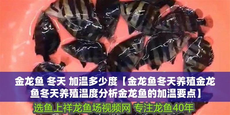 金龍魚 冬天 加溫多少度【金龍魚冬天養殖金龍魚冬天養殖溫度分析金龍魚的加溫要點】