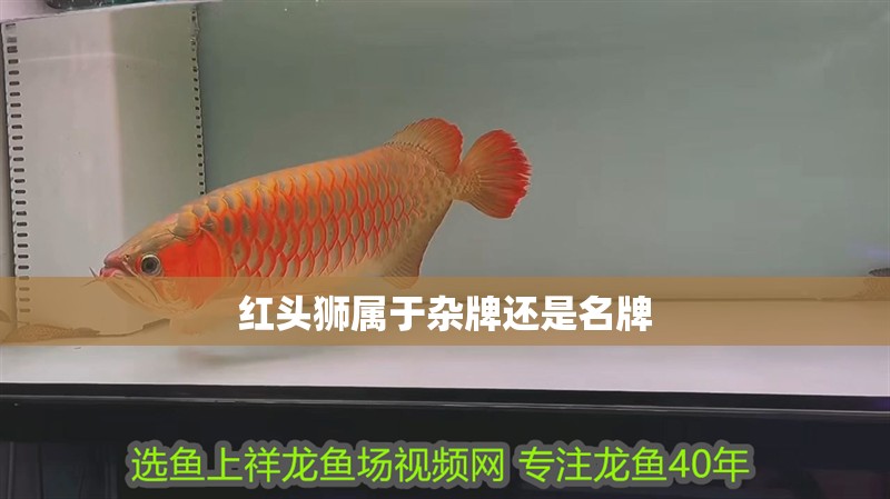 紅頭獅屬于雜牌還是名牌