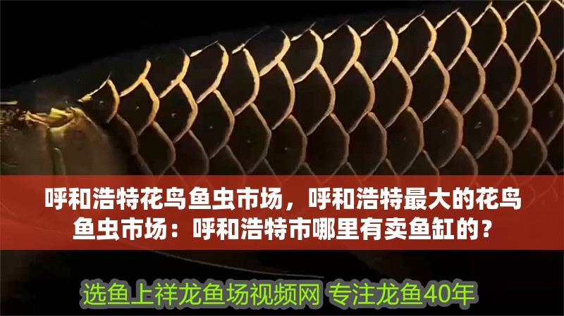 呼和浩特花鳥(niǎo)魚(yú)蟲(chóng)市場(chǎng)，呼和浩特最大的花鳥(niǎo)魚(yú)蟲(chóng)市場(chǎng)：呼和浩特市哪里有賣(mài)魚(yú)缸的？