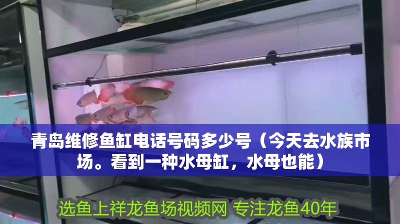 青島維修魚缸電話號碼多少號（今天去水族市場。看到一種水母缸，水母也能）