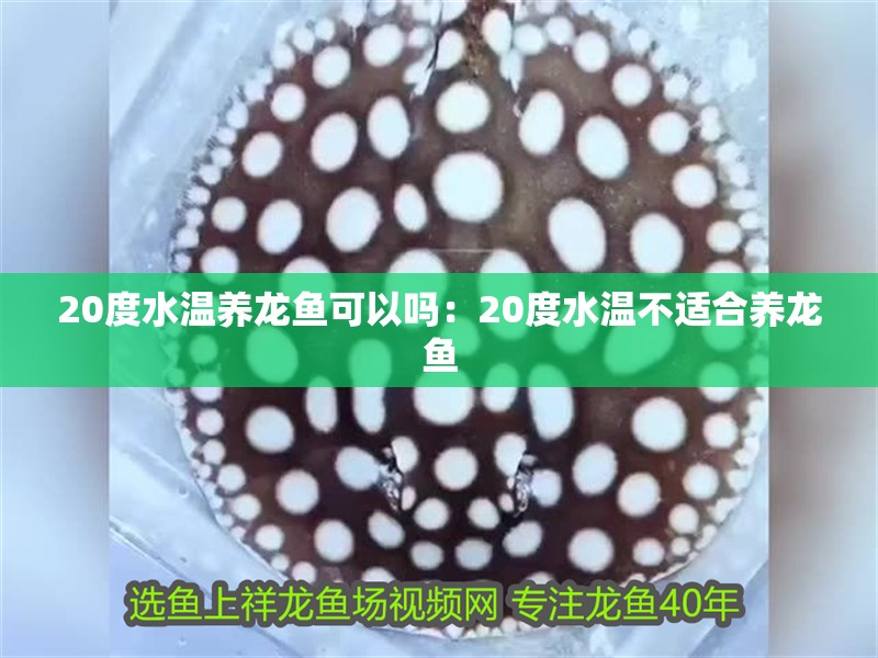 20度水溫養(yǎng)龍魚可以嗎：20度水溫不適合養(yǎng)龍魚