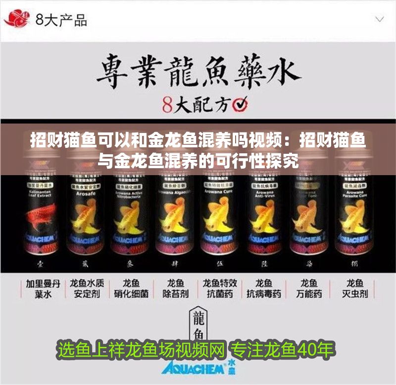 招財貓魚可以和金龍魚混養(yǎng)嗎視頻：招財貓魚與金龍魚混養(yǎng)的可行性探究