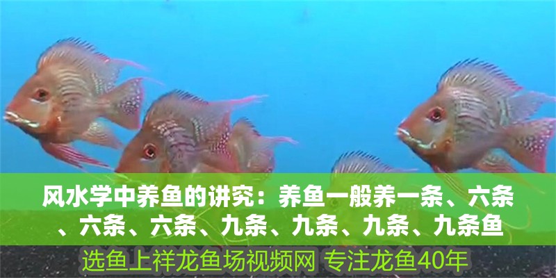 風水學中養魚的講究：養魚一般養一條、六條、六條、六條、九條、九條、九條、九條魚