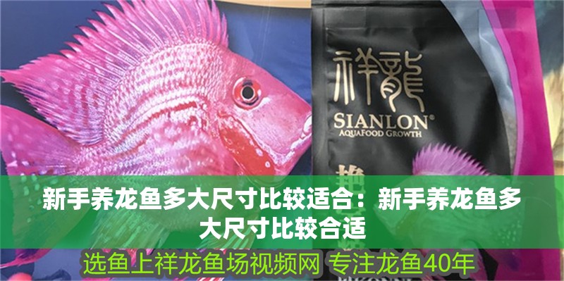 新手養龍魚多大尺寸比較適合：新手養龍魚多大尺寸比較合適