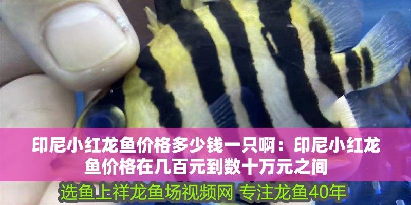 印尼小紅龍魚價格多少錢一只啊：印尼小紅龍魚價格在幾百元到數十萬元之間