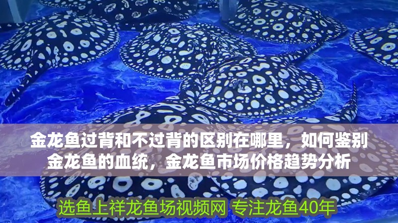 金龍魚過背和不過背的區(qū)別在哪里，如何鑒別金龍魚的血統(tǒng)，金龍魚市場價格趨勢分析 金龍魚過背和不過背的區(qū)別在哪里，如何鑒別金龍魚的血統(tǒng)，金龍魚市場價格趨勢分析 龍魚百科