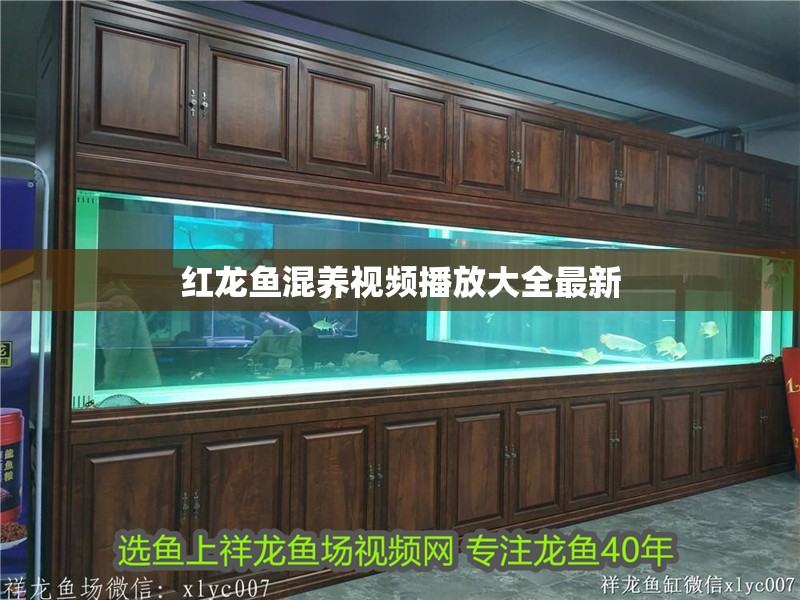 紅龍魚混養視頻播放大全最新
