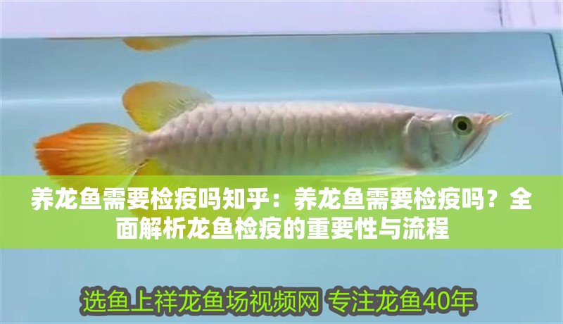 養(yǎng)龍魚需要檢疫嗎知乎：養(yǎng)龍魚需要檢疫嗎？全面解析龍魚檢疫的重要性與流程