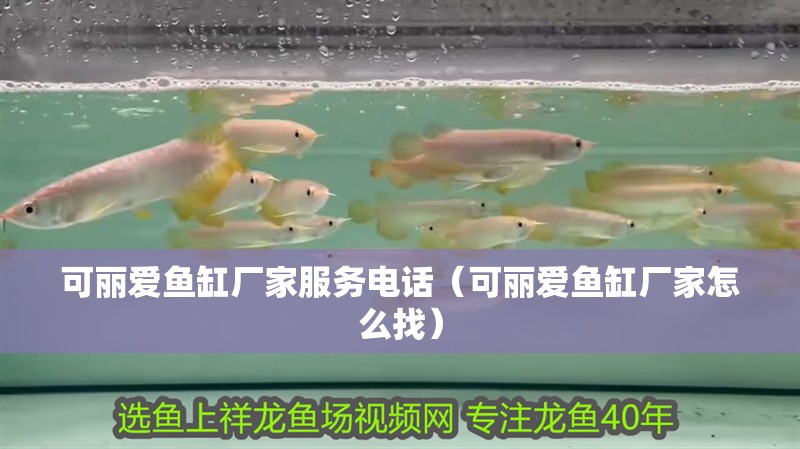 可麗愛魚缸廠家服務電話（可麗愛魚缸廠家怎么找）