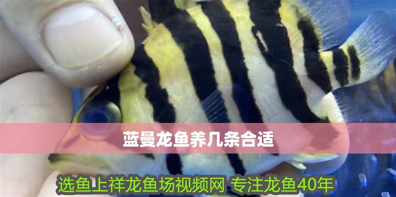 藍曼龍魚養幾條合適
