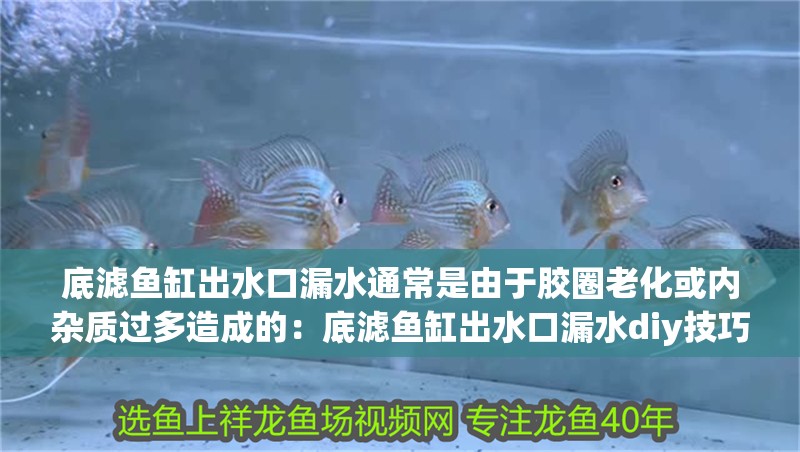 我的虎魚真菌感染了要怎么處理 底濾魚缸出水口漏水通常是由于膠圈老化或內雜質過多造成的:底濾魚缸出水口漏水diy技巧與注意事項 魚缸百科 底濾魚缸出水口漏水通常是由于膠圈老化或內雜質過多造成的:底濾魚缸出水口漏水diy技巧與注意事項 底濾魚缸出水口漏水通常是由于膠圈老化或內雜質過多造成的:底濾魚缸出水口漏水diy技巧與注意事項 魚缸百科