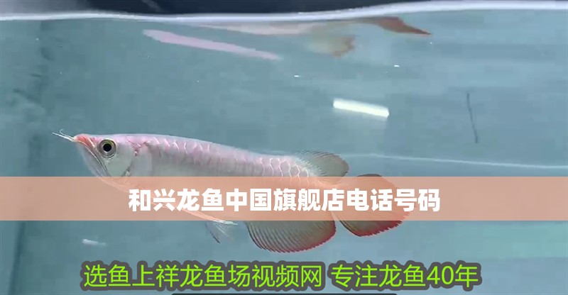 和興龍魚中國旗艦店電話號碼