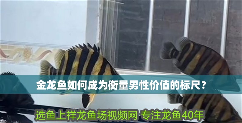 金龍魚如何成為衡量男性價值的標尺？