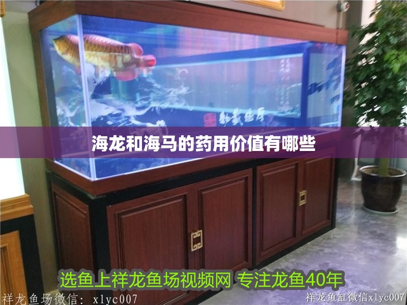海龍和海馬的藥用價值有哪些