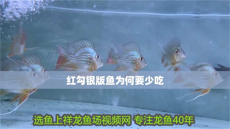 紅勾銀版魚為何要少吃