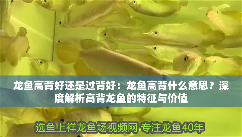 龍魚高背好還是過背好：龍魚高背什么意思？深度解析高背龍魚的特征與價值 龍魚高背好還是過背好：龍魚高背什么意思？深度解析高背龍魚的特征與價值 龍魚百科