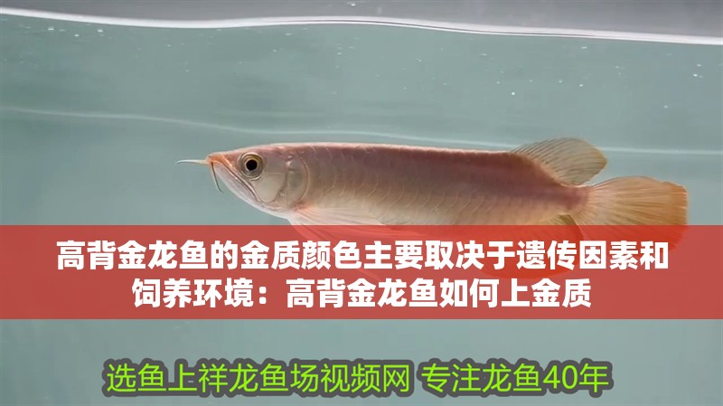 高背金龍魚的金質顏色主要取決于遺傳因素和飼養環境：高背金龍魚如何上金質