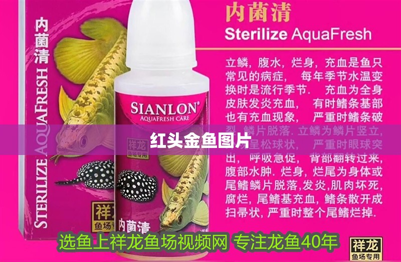 紅頭金魚圖片
