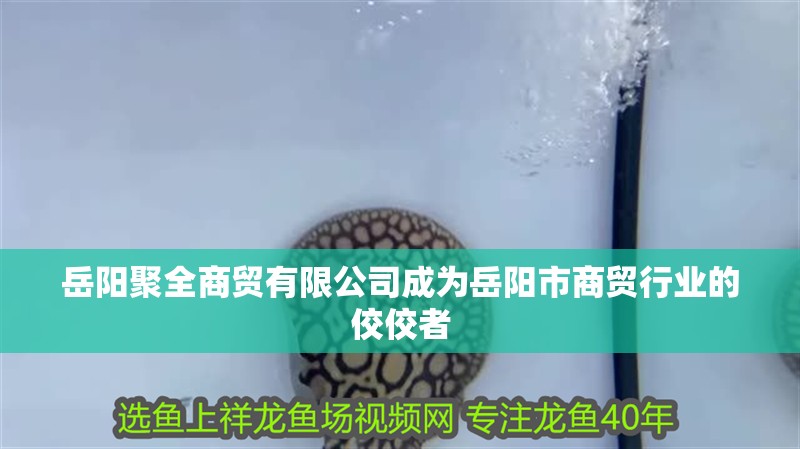 岳陽聚全商貿有限公司成為岳陽市商貿行業的佼佼者