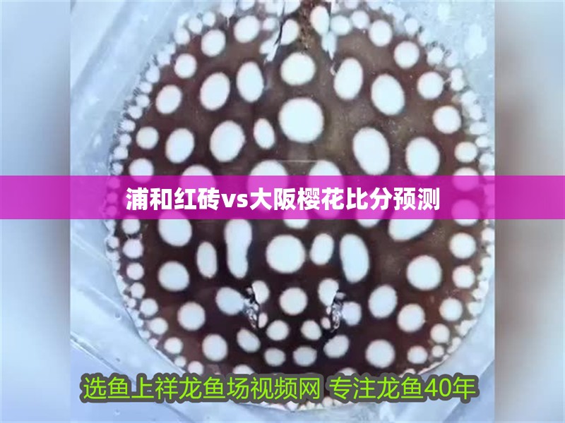 浦和紅磚vs大阪櫻花比分預測