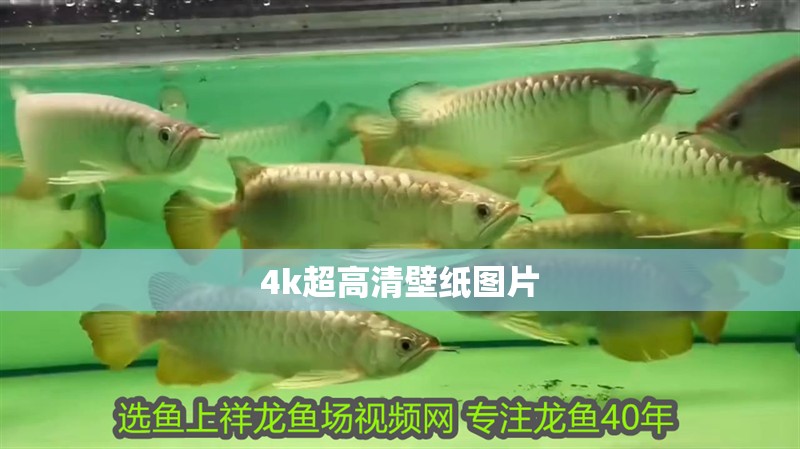 4k超高清壁紙圖片