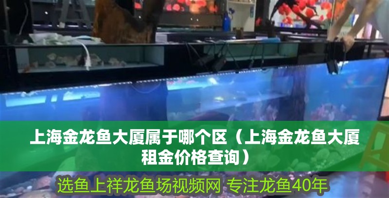 上海金龍魚大廈屬于哪個區（上海金龍魚大廈租金價格查詢）
