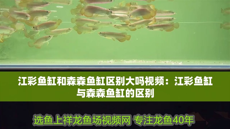 江彩魚缸和森森魚缸區別大嗎視頻：江彩魚缸與森森魚缸的區別