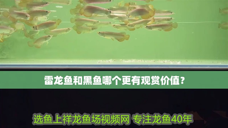雷龍魚和黑魚哪個更有觀賞價值？ 雷龍魚和黑魚哪個更有觀賞價值？ 龍魚論壇