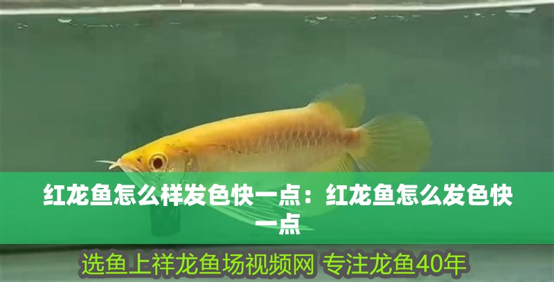 紅龍魚怎么樣發色快一點：紅龍魚怎么發色快一點