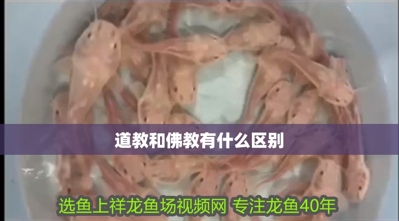 道教和佛教有什么區別 道教和佛教有什么區別 龍魚論壇