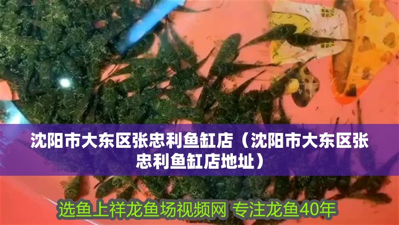 沈陽市大東區張忠利魚缸店（沈陽市大東區張忠利魚缸店地址）