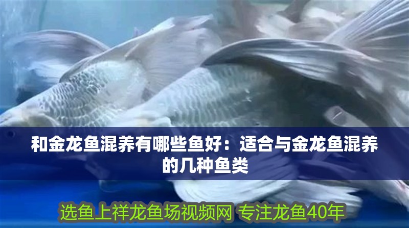 和金龍魚混養(yǎng)有哪些魚好：適合與金龍魚混養(yǎng)的幾種魚類