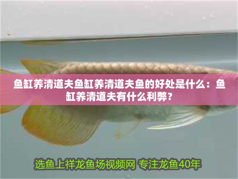 魚缸養清道夫魚缸養清道夫魚的好處是什么：魚缸養清道夫有什么利弊？ 魚缸養清道夫魚缸養清道夫魚的好處是什么：魚缸養清道夫有什么利弊？ 魚缸百科