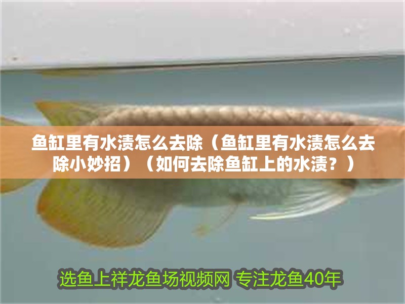 魚缸里有水漬怎么去除（魚缸里有水漬怎么去除小妙招）（如何去除魚缸上的水漬？）