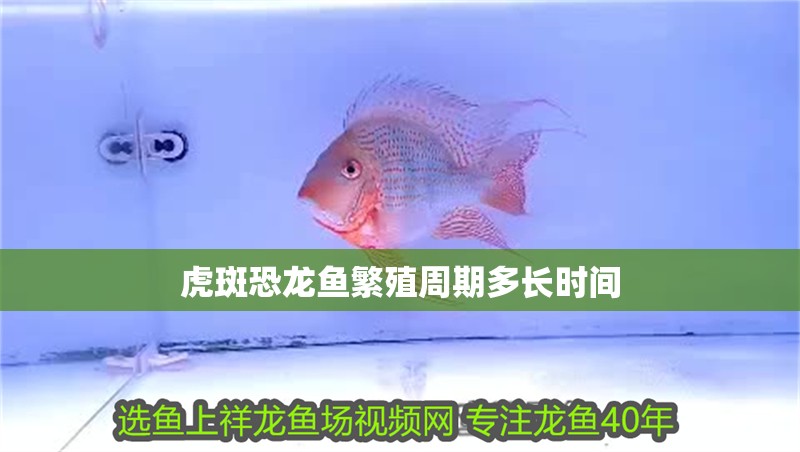 虎斑恐龍魚(yú)繁殖周期多長(zhǎng)時(shí)間