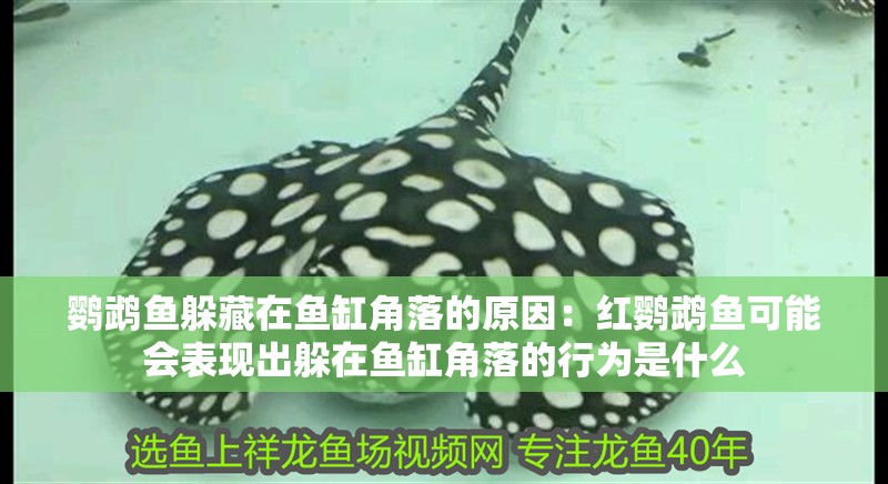 鸚鵡魚躲藏在魚缸角落的原因：紅鸚鵡魚可能會表現出躲在魚缸角落的行為是什么