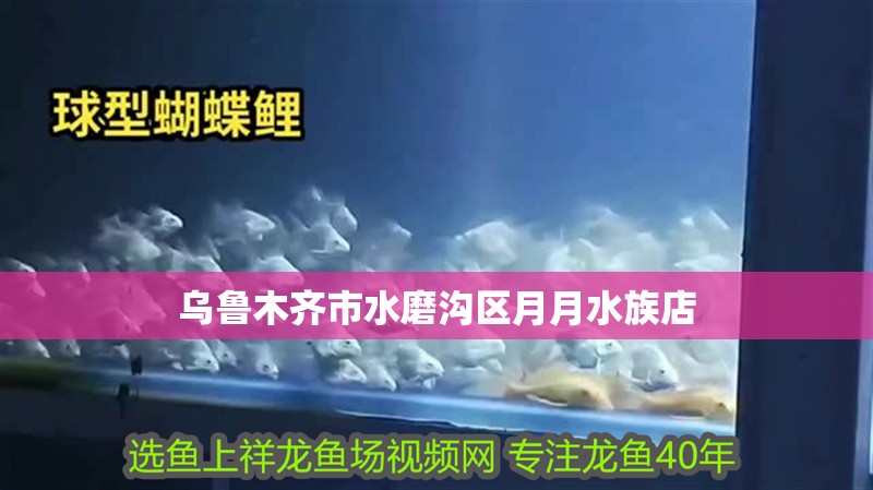 魚缸過濾器選購指南:自制魚缸過濾器魚缸上置過濾器對于養(yǎng)魚愛好者的必備知識 烏魯木齊市水磨溝區(qū)月月水族店 全國水族館企業(yè)名錄 烏魯木齊市水磨溝區(qū)月月水族店 烏魯木齊市水磨溝區(qū)月月水族店 全國水族館企業(yè)名錄