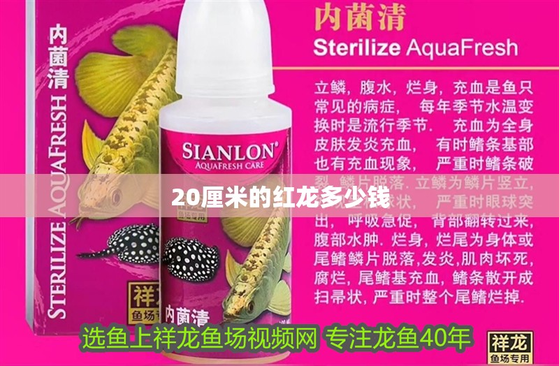20厘米的紅龍多少錢