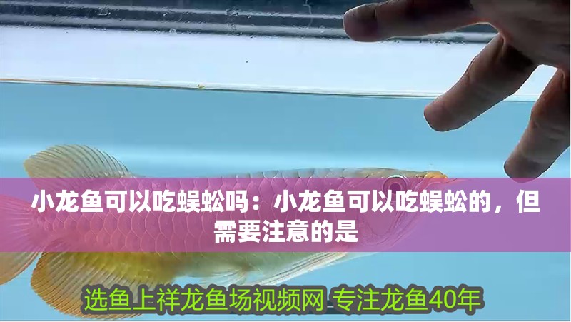 小龍魚可以吃蜈蚣嗎：小龍魚可以吃蜈蚣的，但需要注意的是 小龍魚可以吃蜈蚣嗎：小龍魚可以吃蜈蚣的，但需要注意的是 龍魚百科