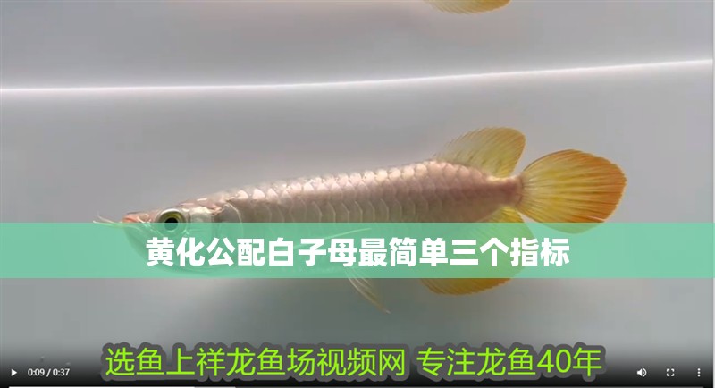 黃化公配白子母最簡單三個指標