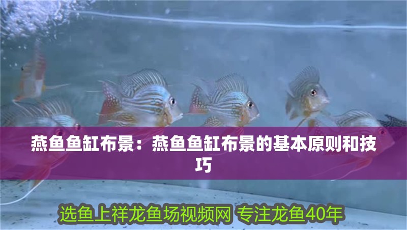 燕魚魚缸布景：燕魚魚缸布景的基本原則和技巧