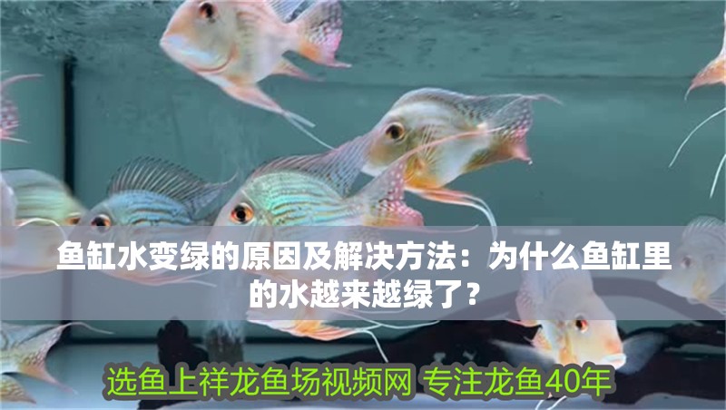 魚缸水變綠的原因及解決方法：為什么魚缸里的水越來越綠了？