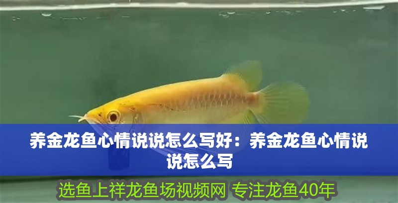養金龍魚心情說說怎么寫好：養金龍魚心情說說怎么寫